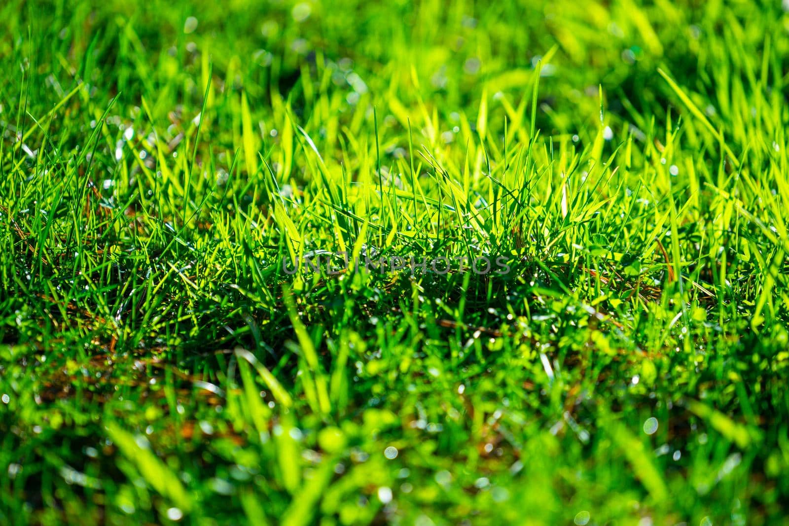 Natural background with green grass in sunlight.