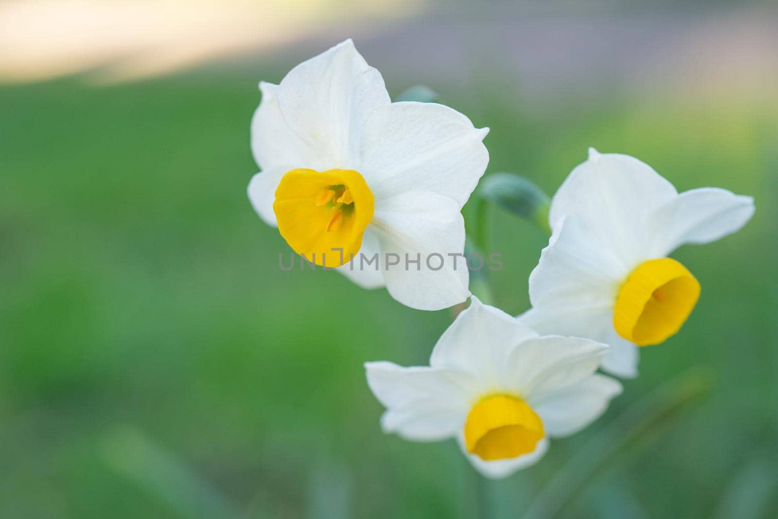 Natural background with white daffodil flowers.