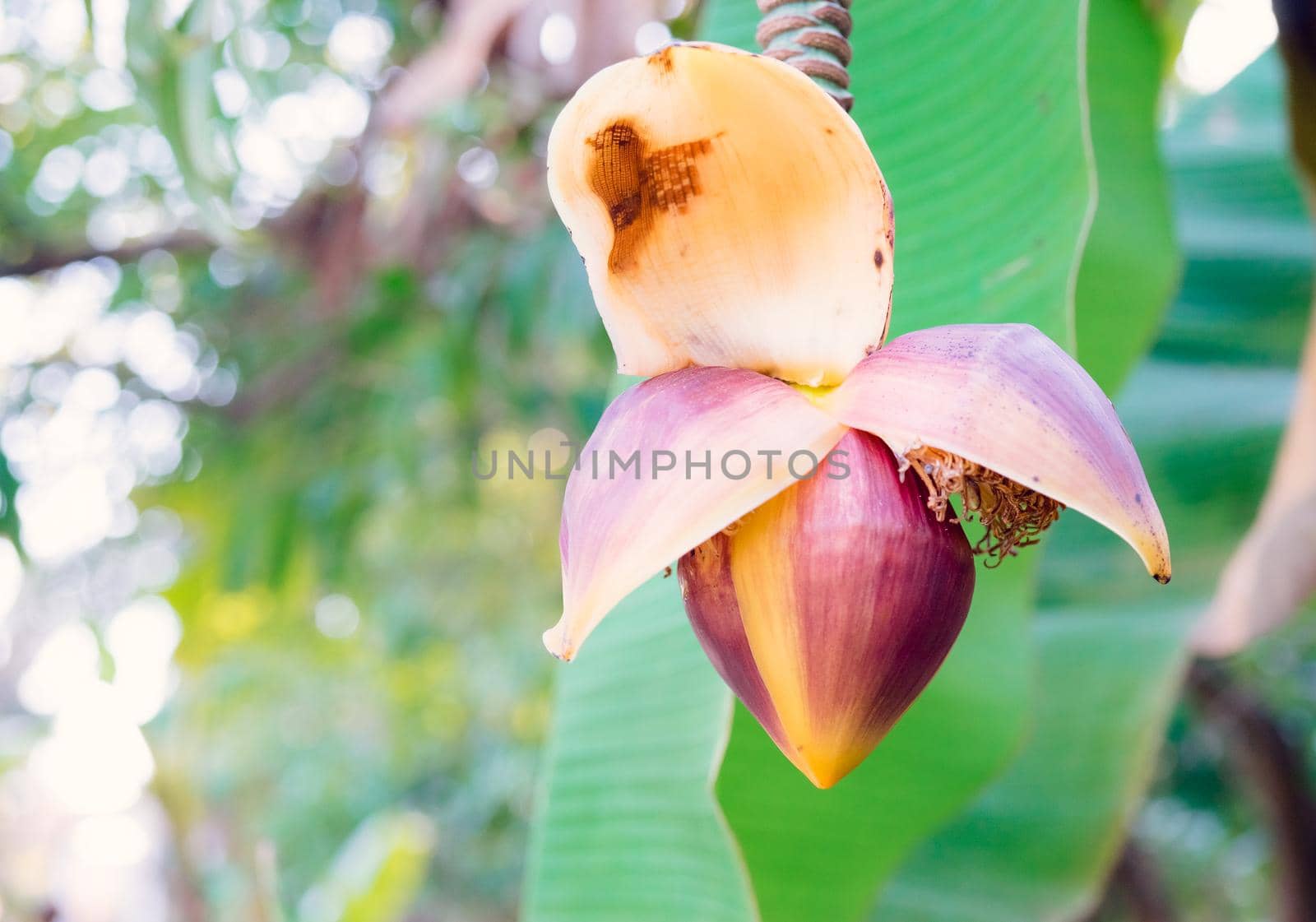 Banana flowers on a light blurred background in the tropics.