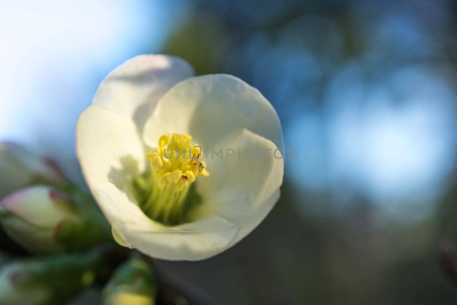 Natural background with white flower Japan quince branches and leaves in winter.