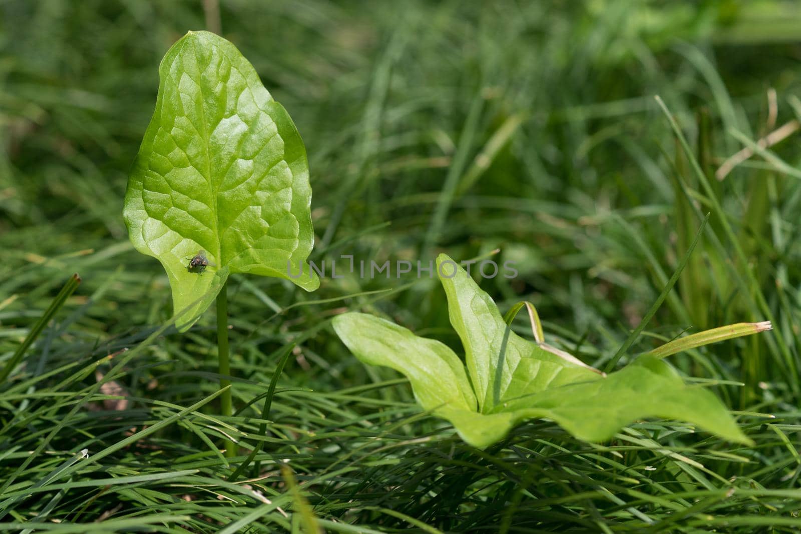 Two bright green leaf sitting on one of them fly on a background of green grass