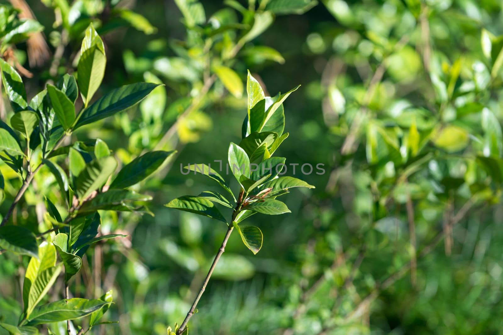 natural background of green leaves and branches in Sunny weather