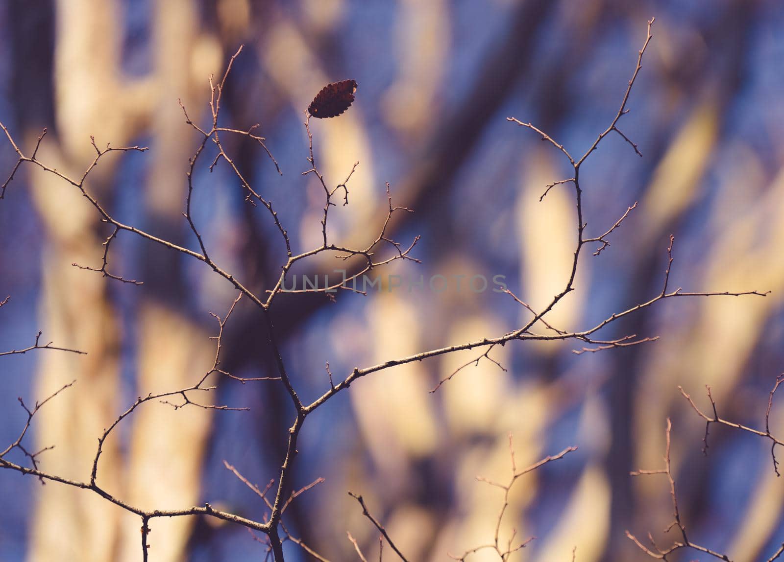 thin branches without leaves on a blurred gray-blue background