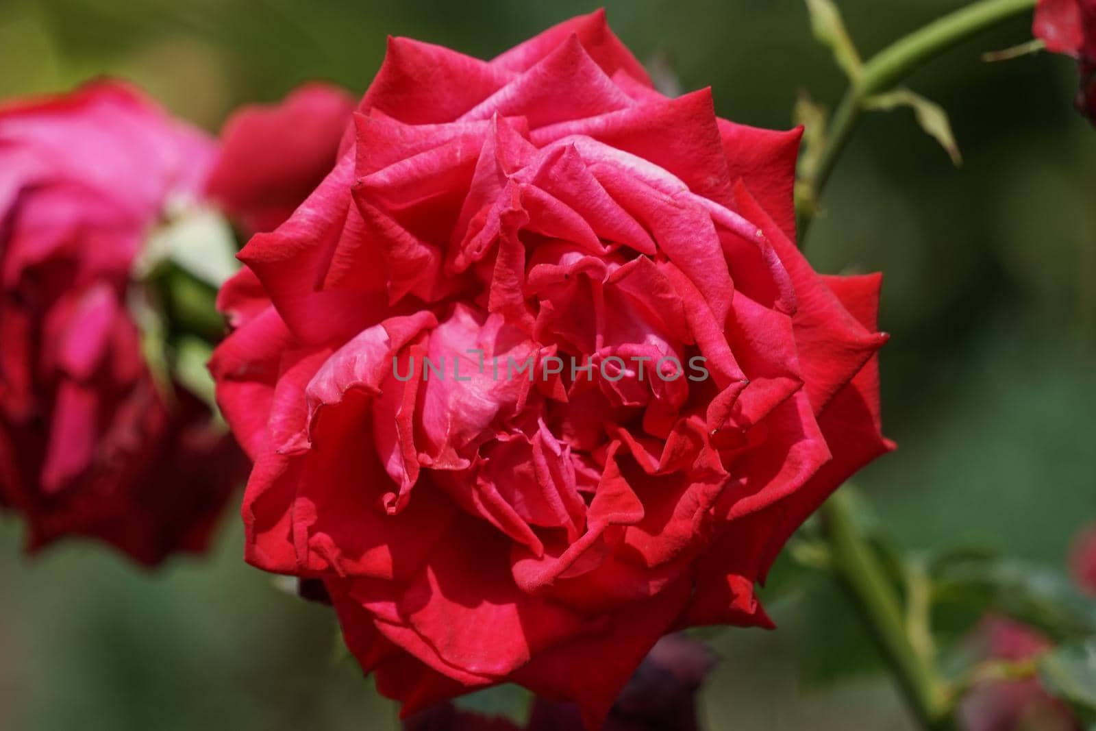 Floral background with lush red roses. For design and networking.
