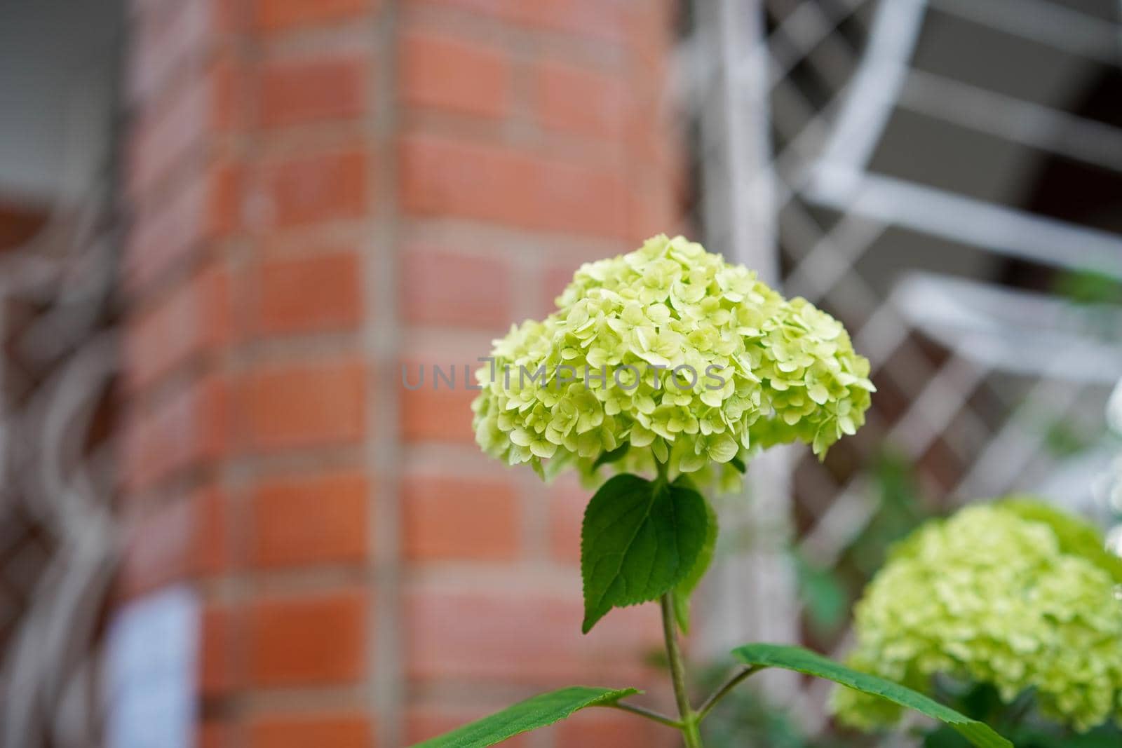 Green hydrangea against a brick wall.