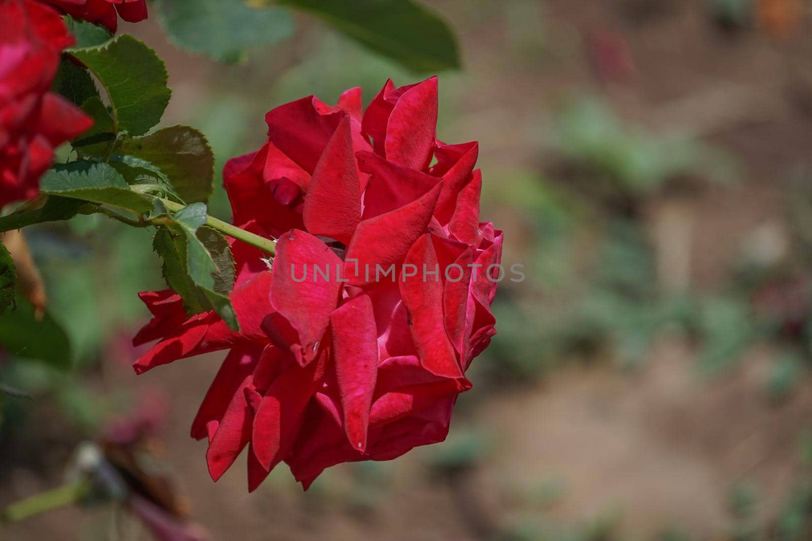 Floral background with lush red roses. For design and networking.