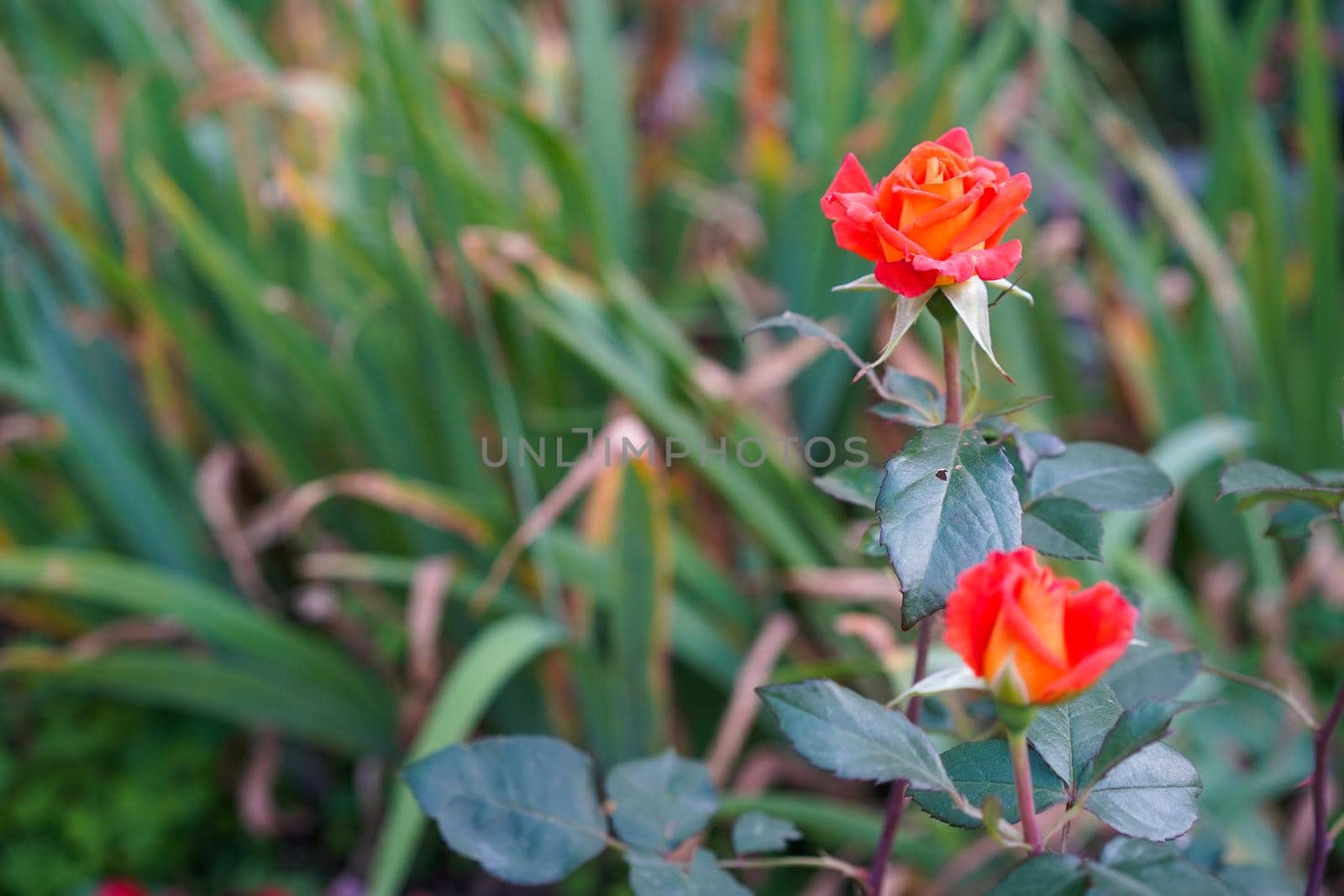 Natural background with orange roses on a background of green leaves