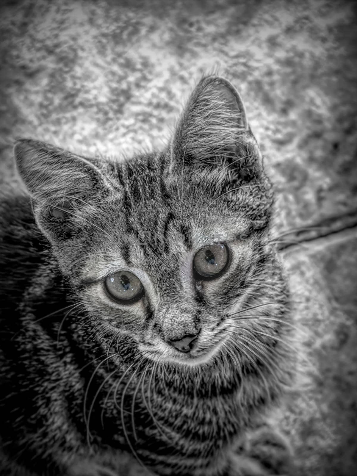 Close-up portrait of a tabby house cat in black and white by ankarb