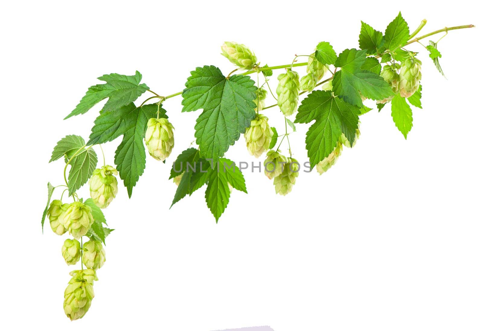 Fresh green hop branch, isolated on a white background. Hop cones for making beer and bread. Close up