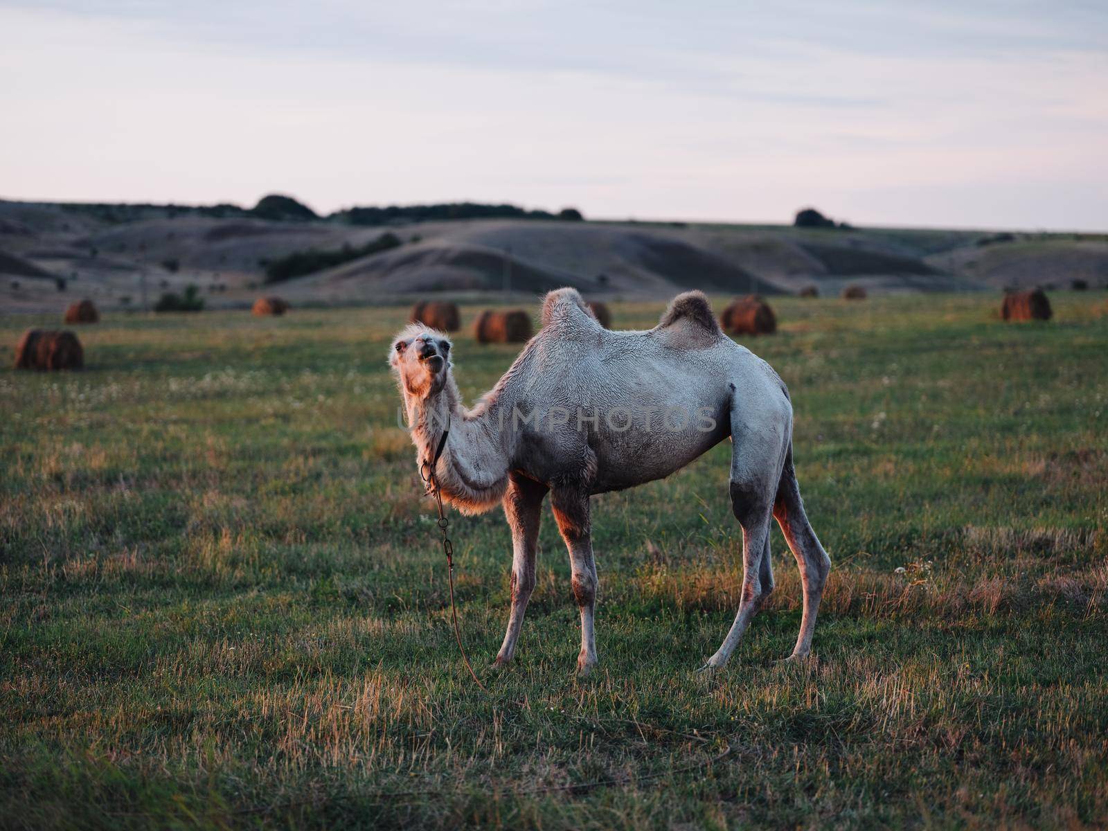 A camel with two humps walks tax in the mountains in full growth fresh air. High quality photo