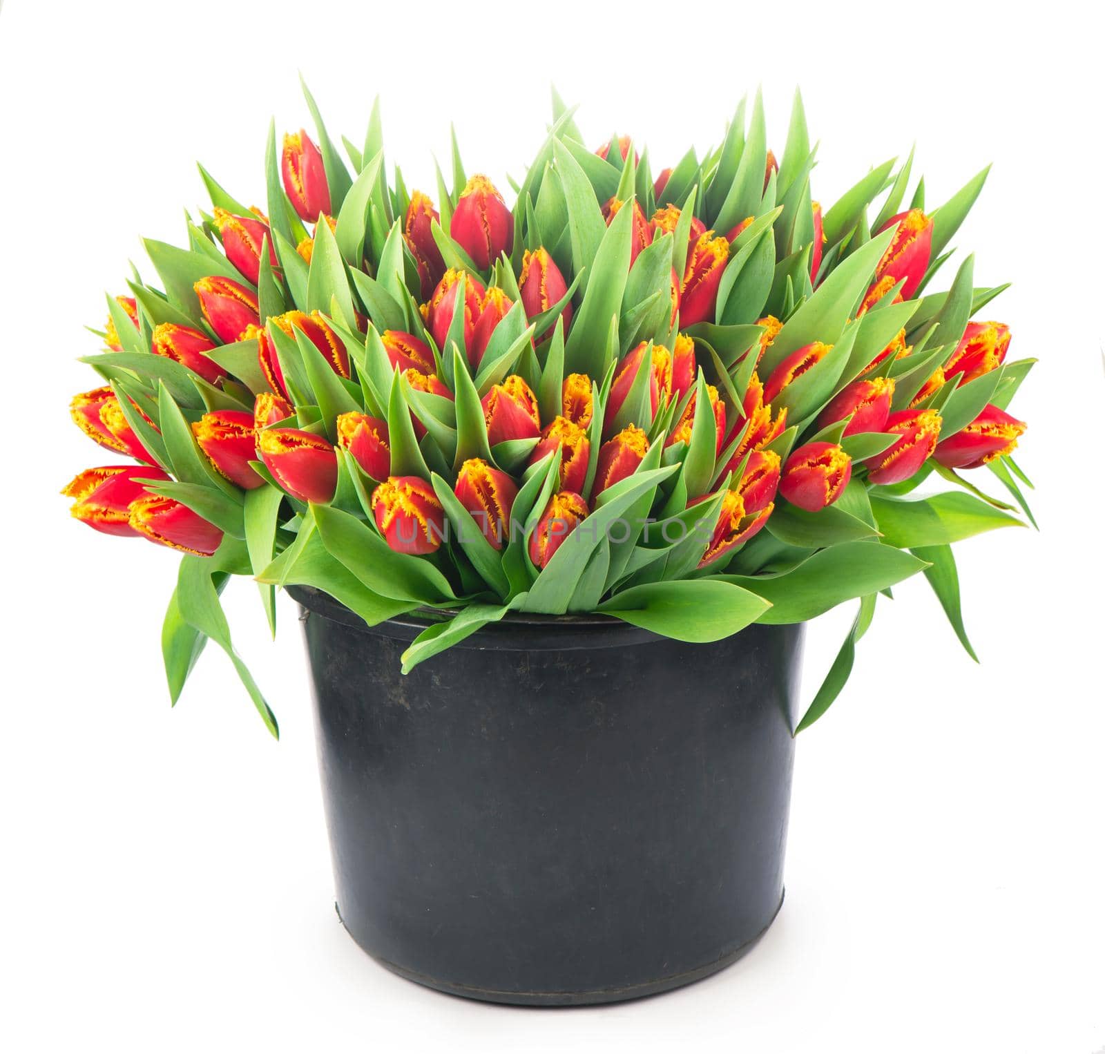big bouquet of red tulips in a basket on a white background