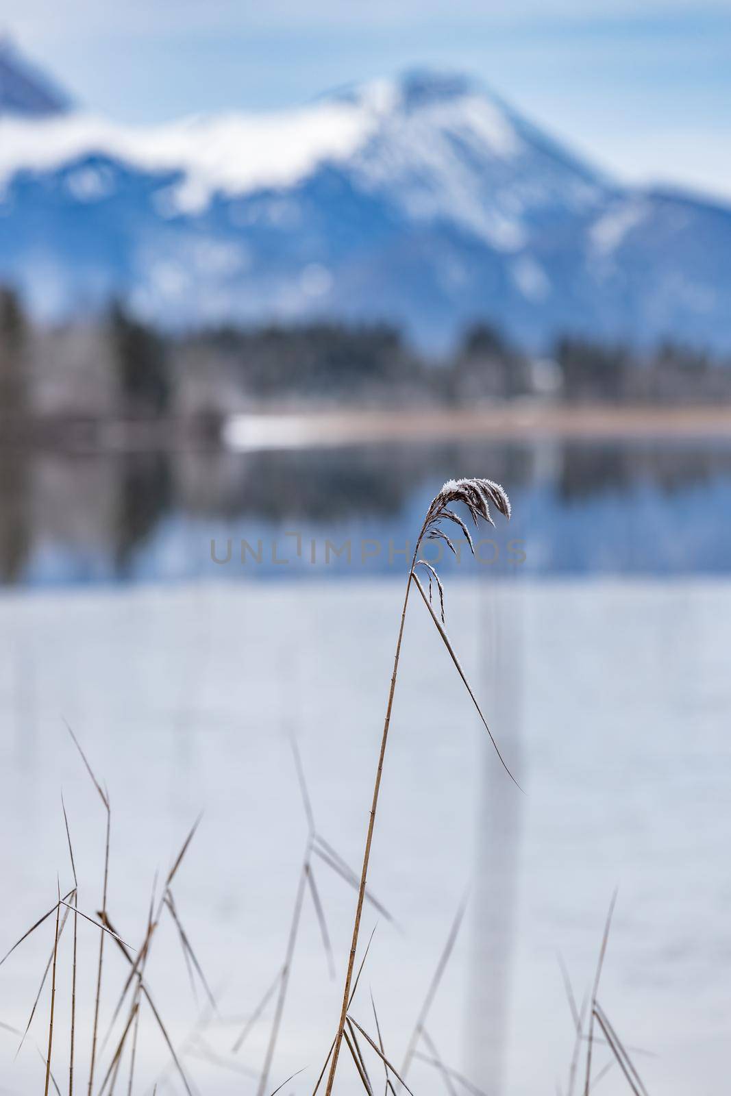 Landscape of a specular reflection in the lake, a dry grass, a cane and snags in the foreground, mountains and the forest on a background, ice on water, grass is covered with hoarfrost, tranquillity by vladimirdrozdin