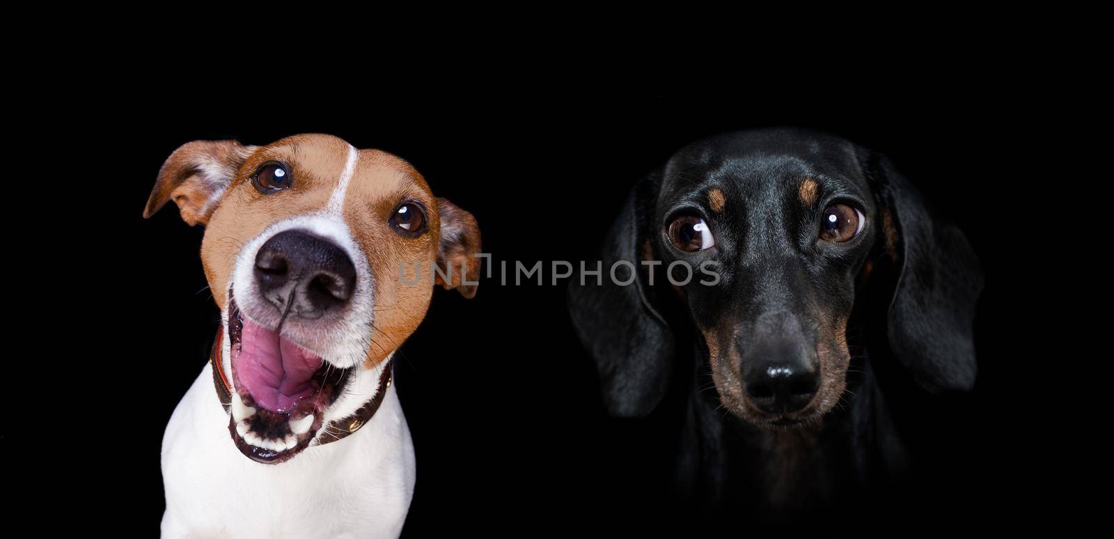 couple of dogs  in love by Brosch