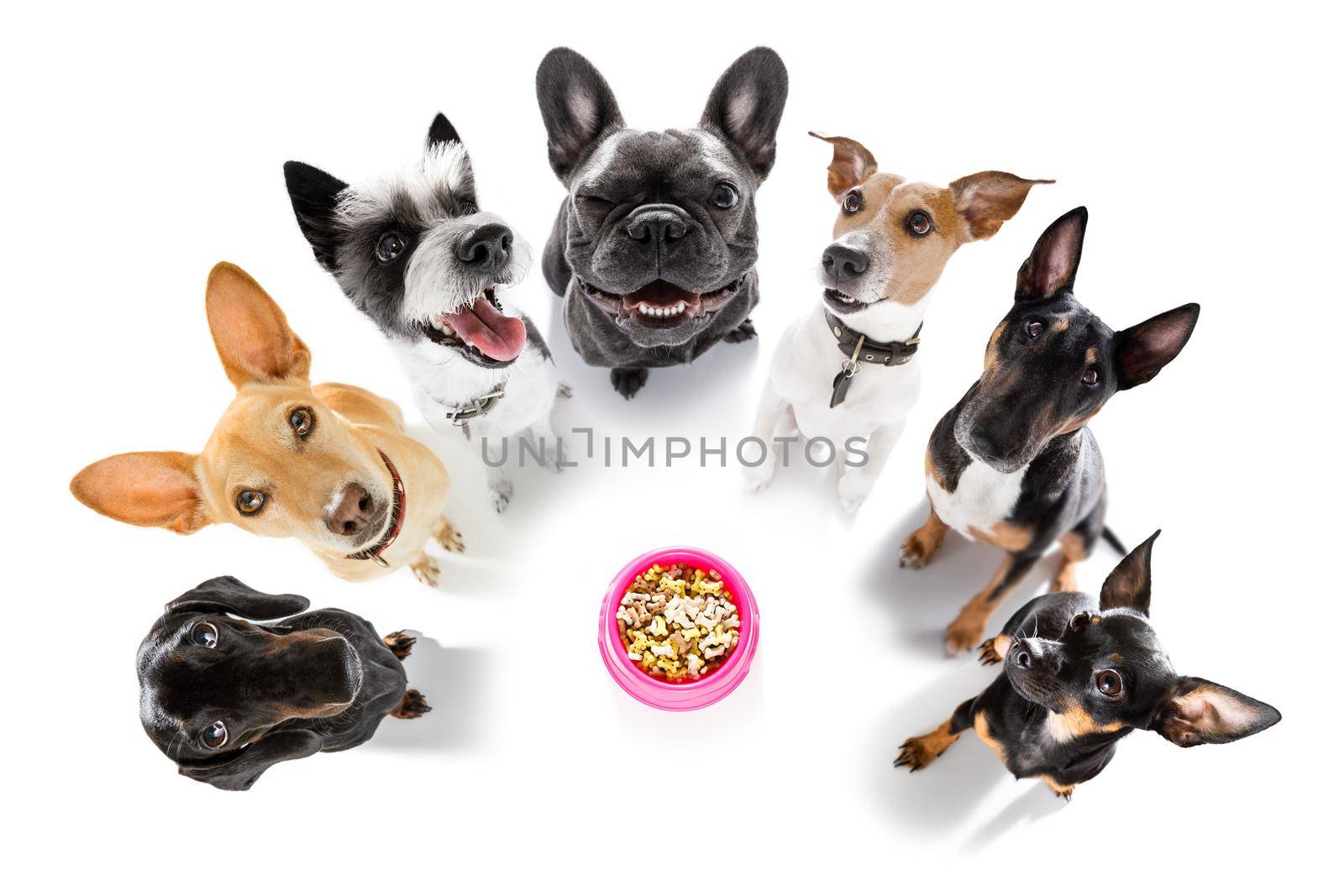 group of dogs taking selfie with smartphone by Brosch