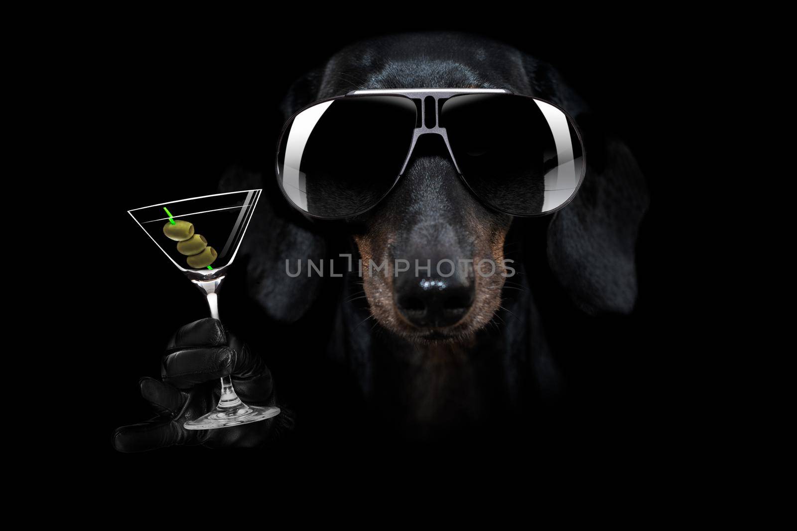 french bulldog dog in dark black  isolated background ,with martini cocktail drink  celebrating and toasting, looking cool