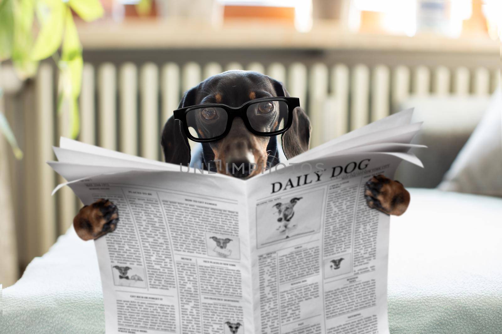dog reading newspaper by Brosch