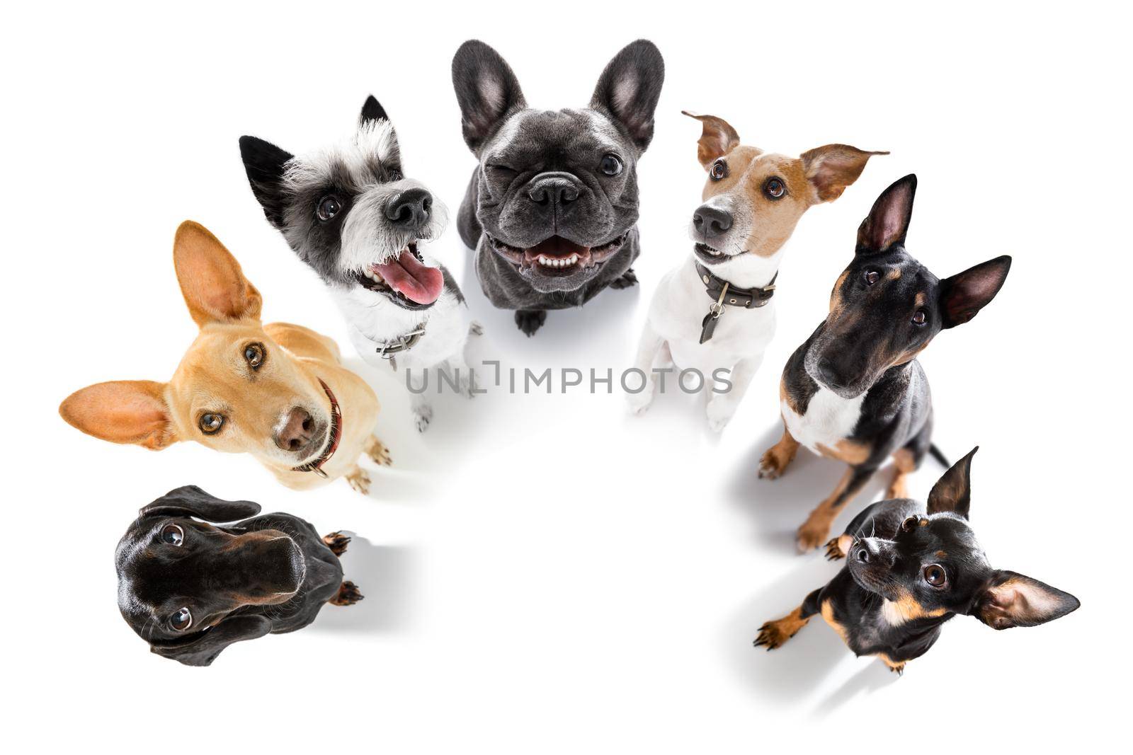 team group row of dogs waiting patient for a walk isolated on white background