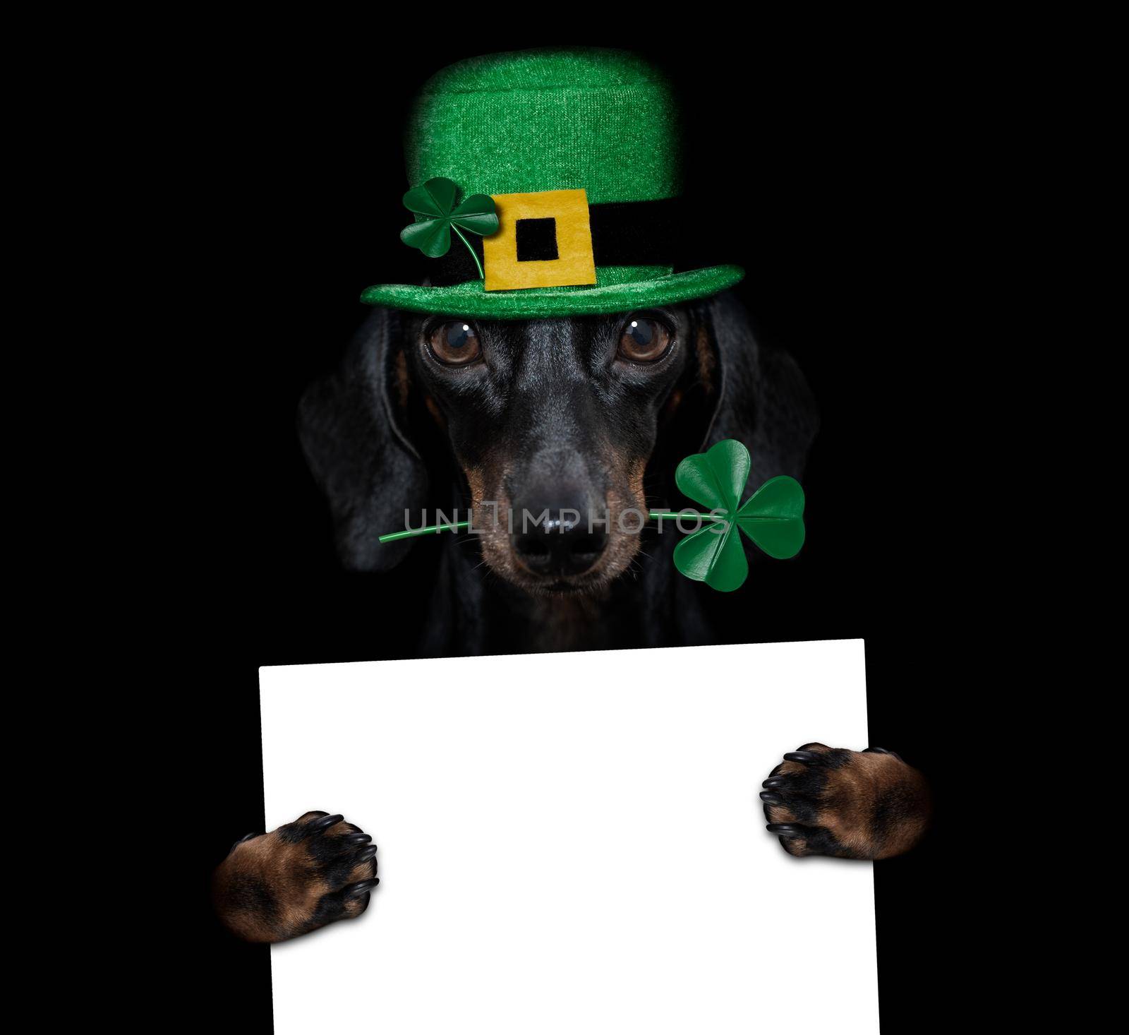 st patricks  day dachshund sausage  dog with lucky clover isolated on black dark dramtic  background, holding blackboard banner poster