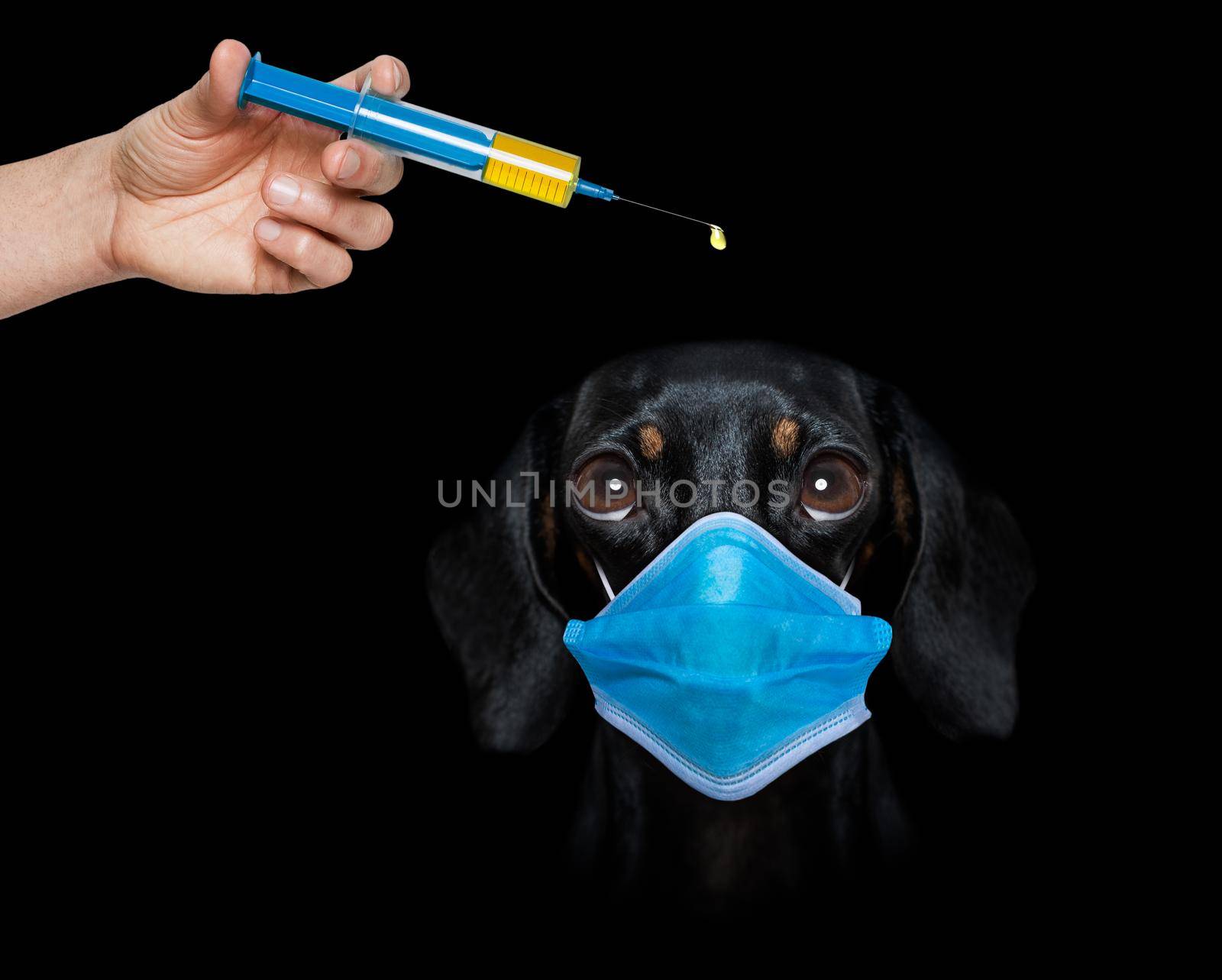 ill sick dog with illness and face mask , virus all over by Brosch