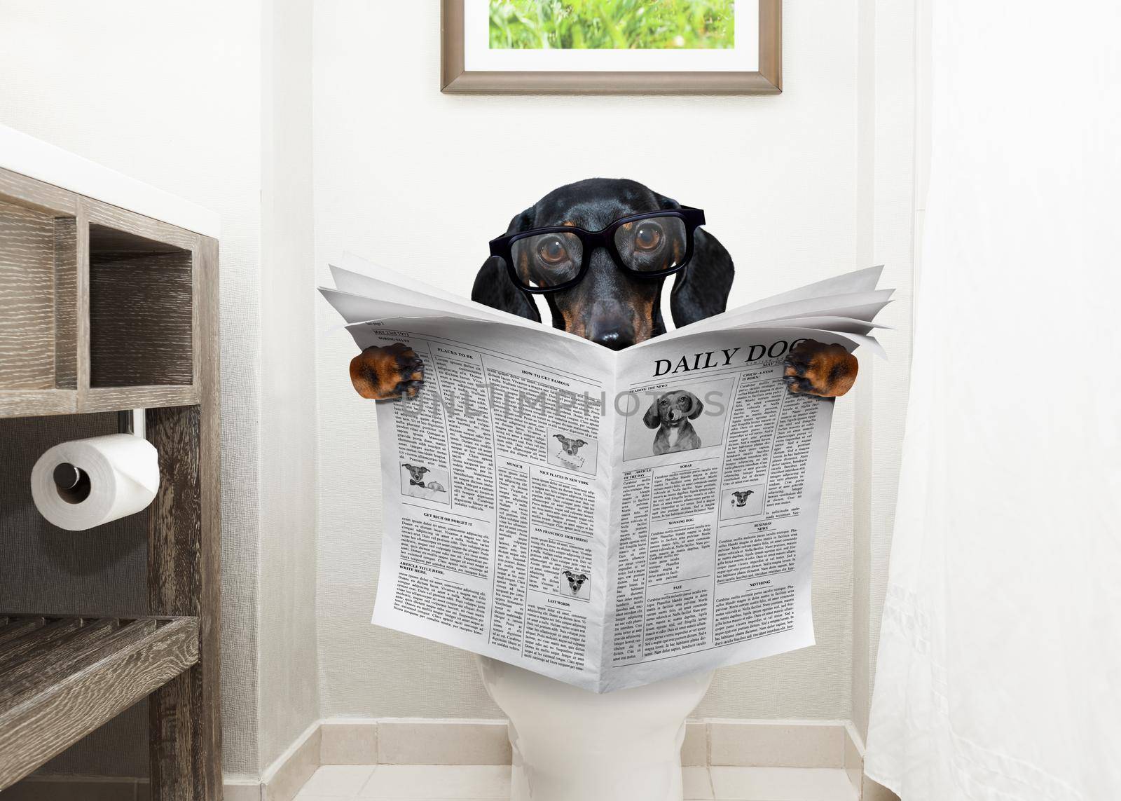 dog on toilet seat reading newspaper by Brosch