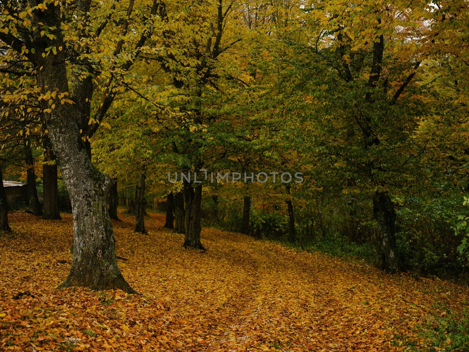 autumn nature trees yellow leaves countryside landscape. High quality photo