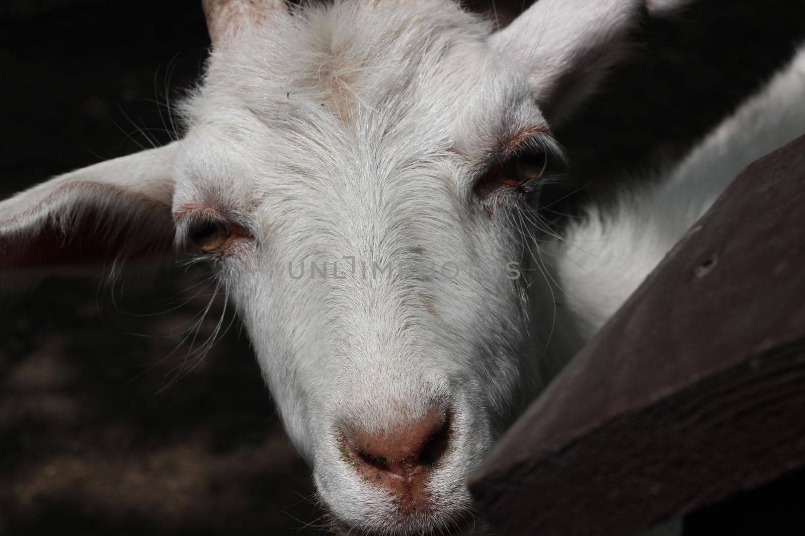 The head of a white goat. Close-up. by Olga26