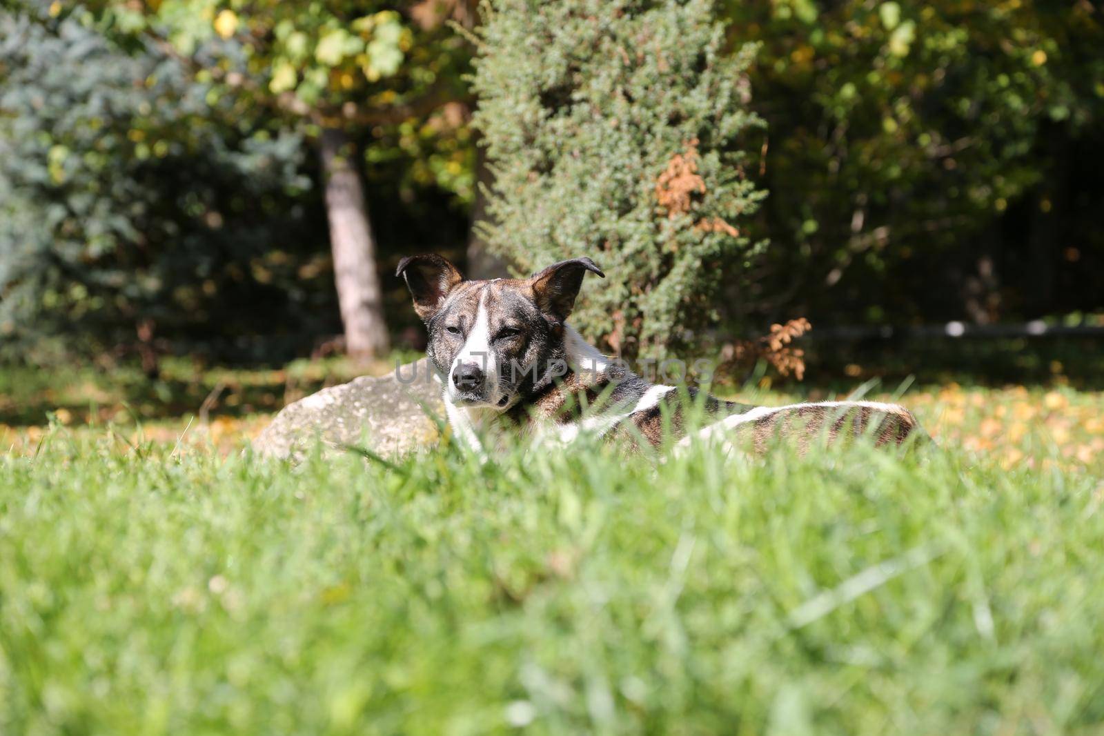 The dog lies on a clearing on a green grass in the summer on a sunny day.