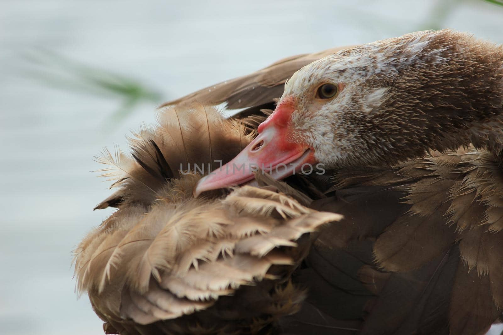 Grey beautiful goose in a reservoir. Beautiful feathers. by Olga26