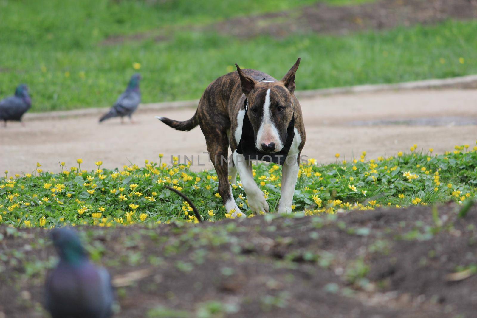 Purebred dog with a tiger coat color in the park. Pit bull in nature. by Olga26