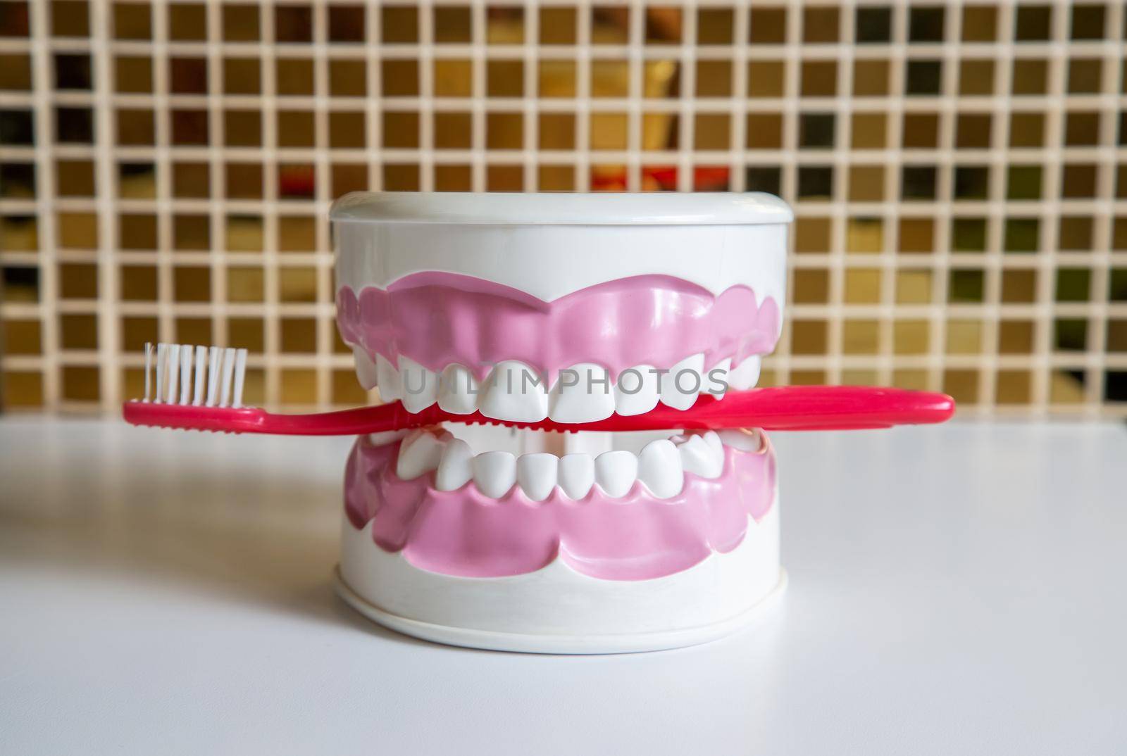 Clean teeth dental jaw model and red thooth brush on the table in dentists office. The concept of proper oral care, caries hygiene.