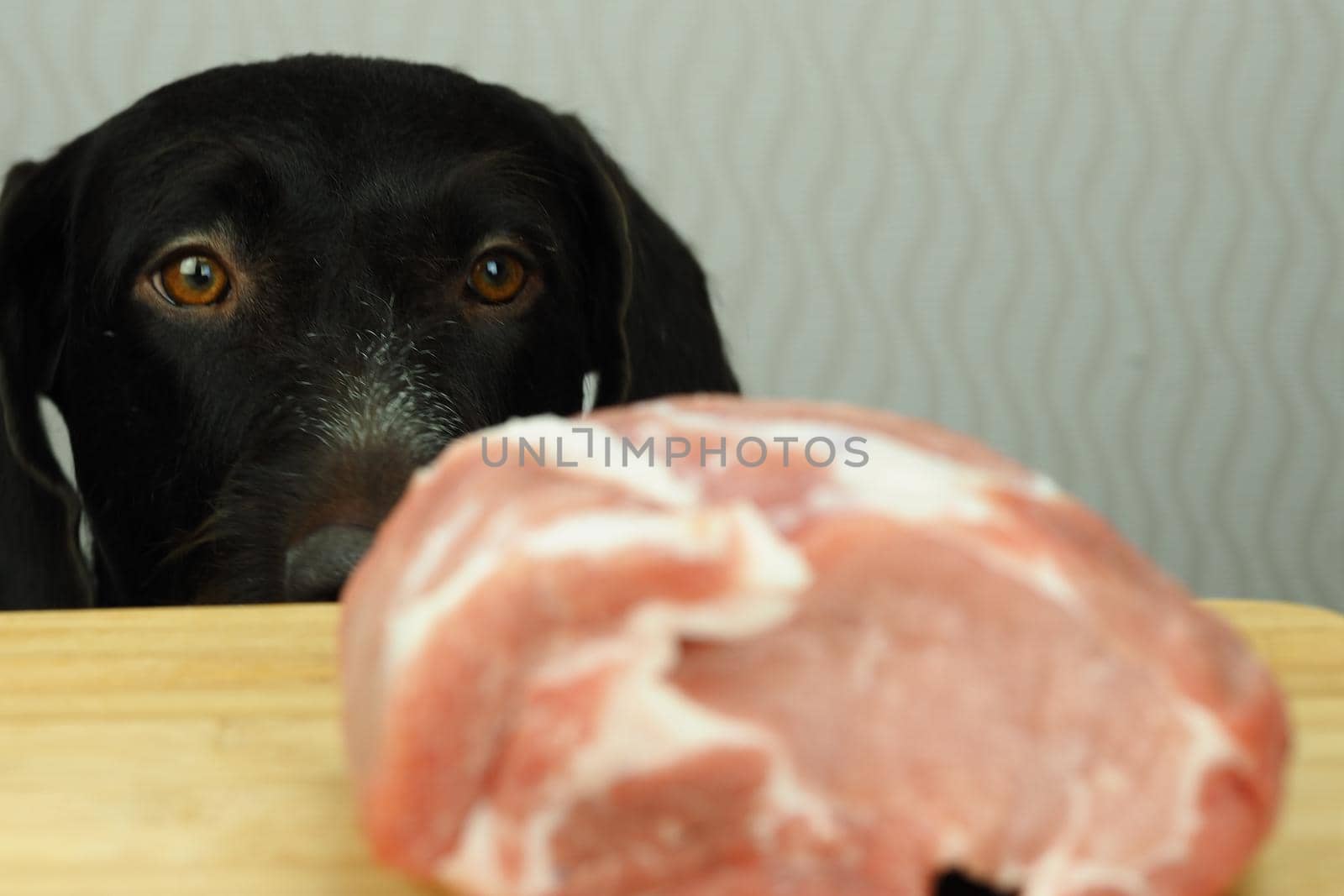 Food for the domestic dog. The dog looks at a large piece of meat lying on the table. High quality photo