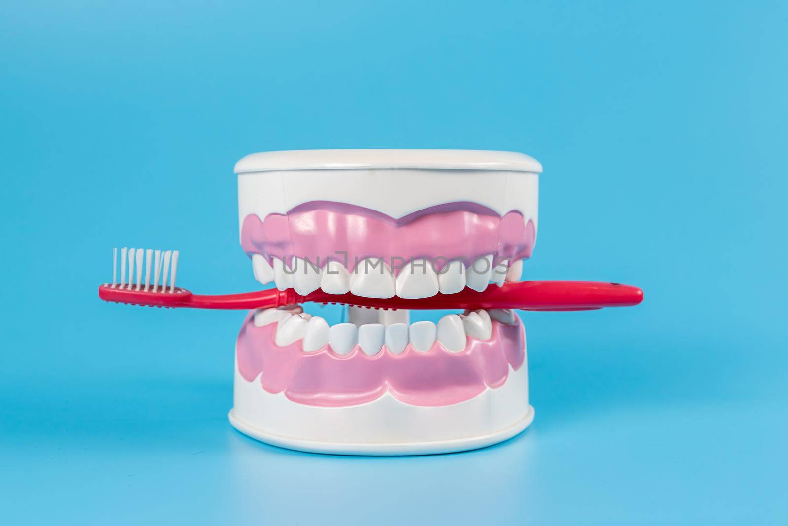Clean teeth dental jaw model and red thooth brush on blue background. The concept of proper oral care, caries hygiene.