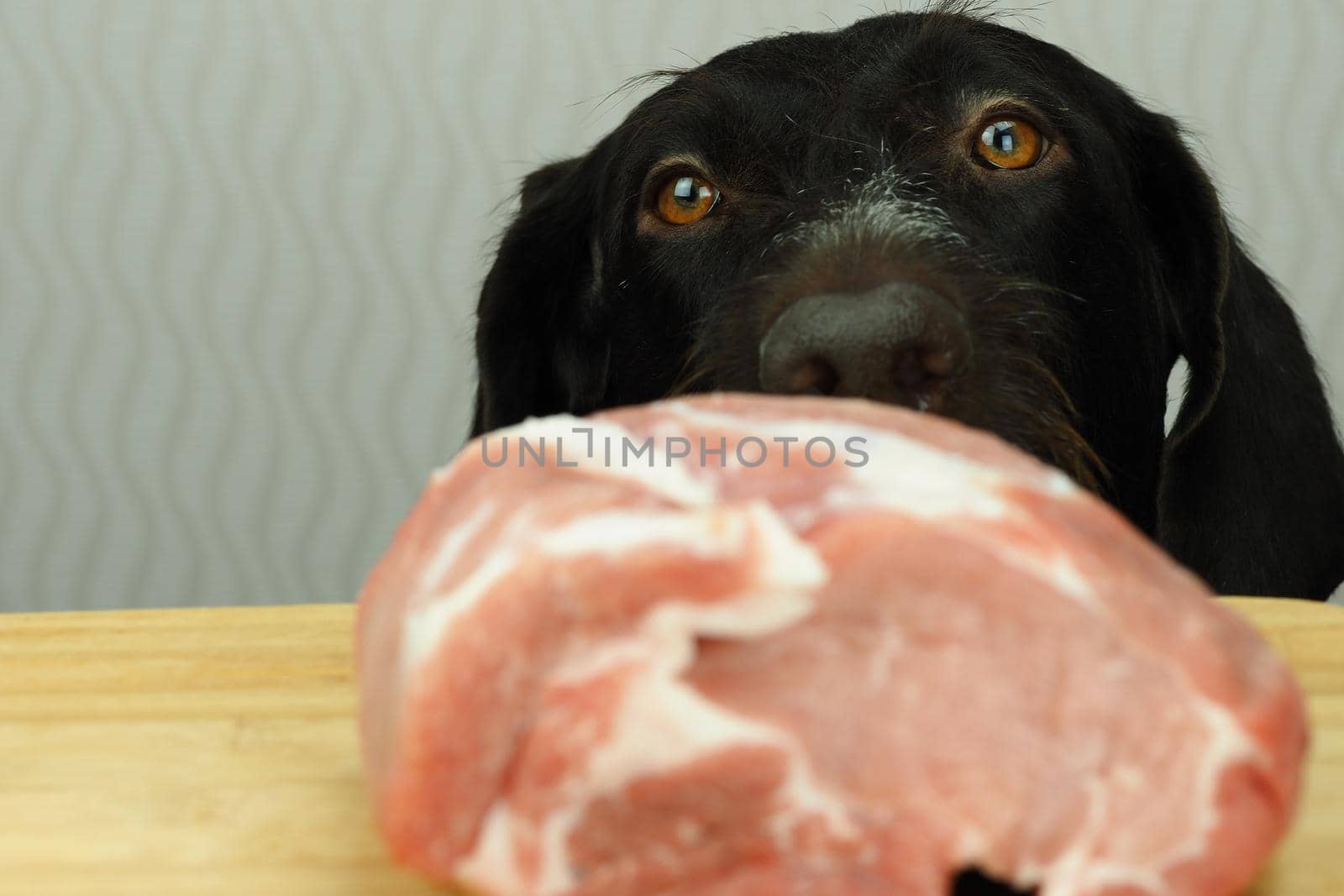 Food for the domestic dog. The dog looks at the meat. by Olga26