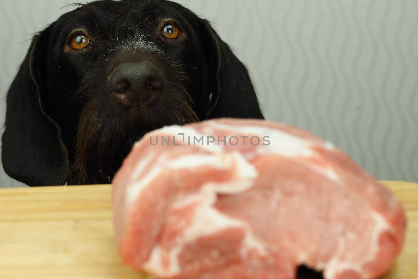 Food for the domestic dog. The dog looks at a large piece of meat lying on the table. High quality photo