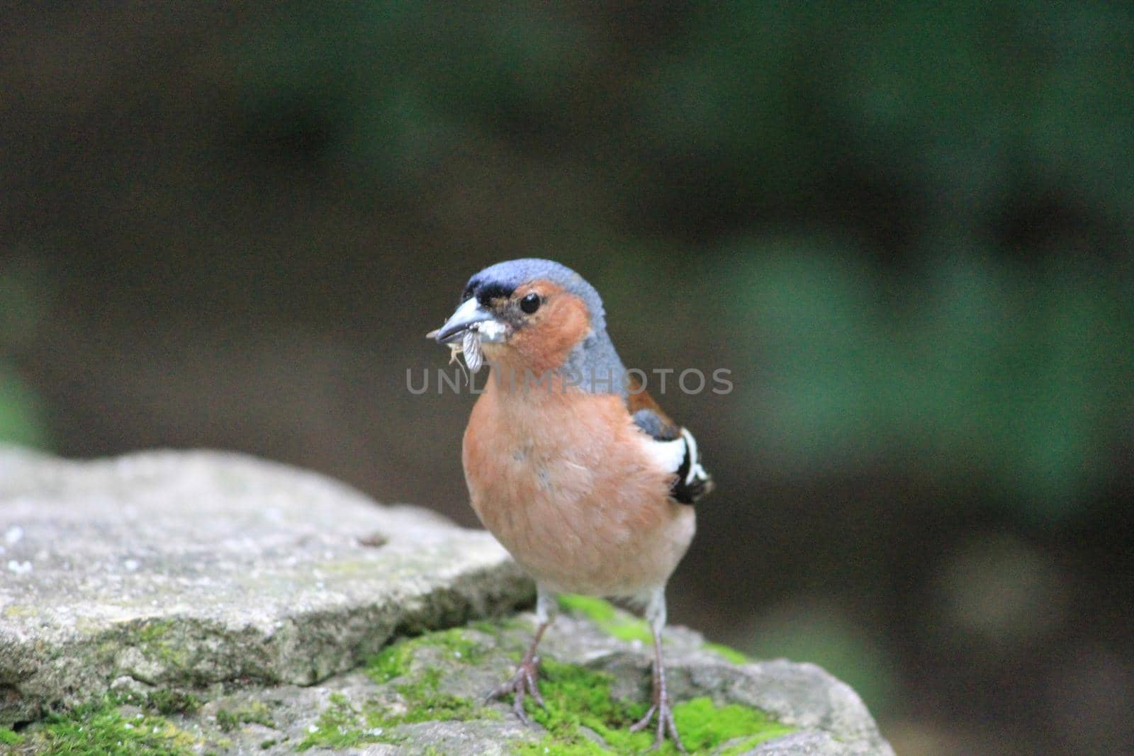 A beautiful bird in nature. Close-up. blurred background. High quality photo