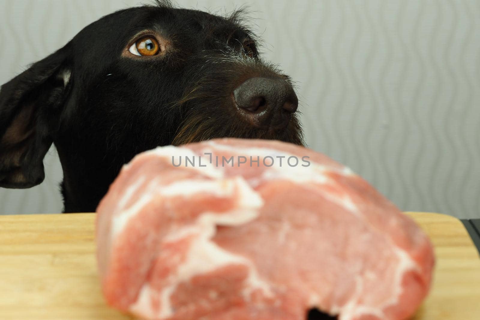 Food for the domestic dog. The dog looks at a large piece of meat lying on the table. High quality photo