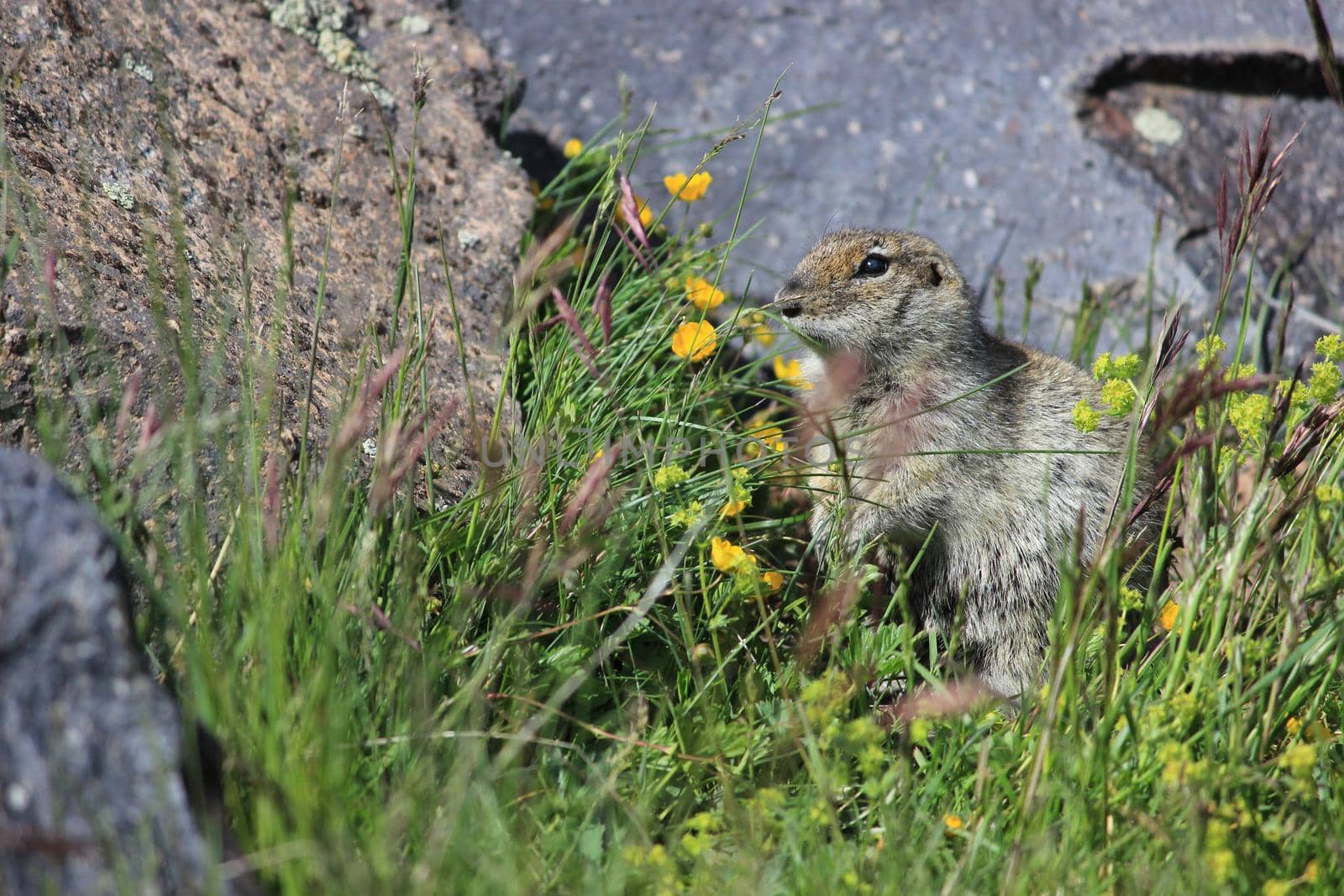 Gopher in the rocky mountains of the North Caucasus by Olga26