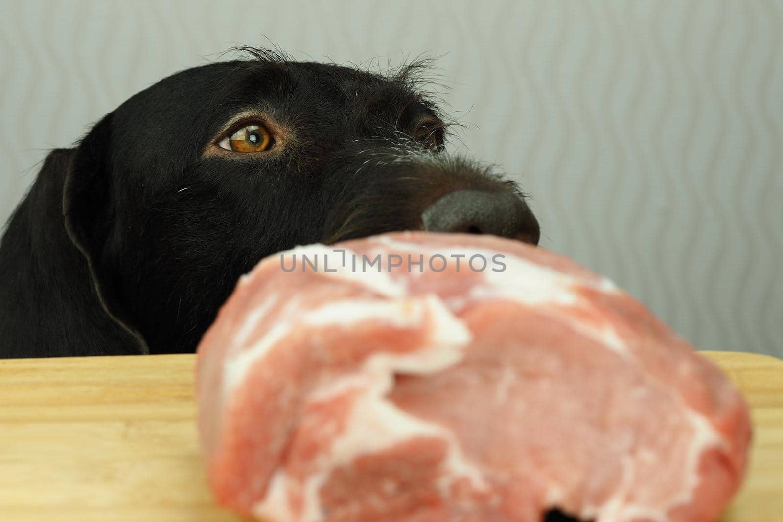 Thoroughbred dog hunting dog looks at a large piece of meat lying on the table. High quality photo