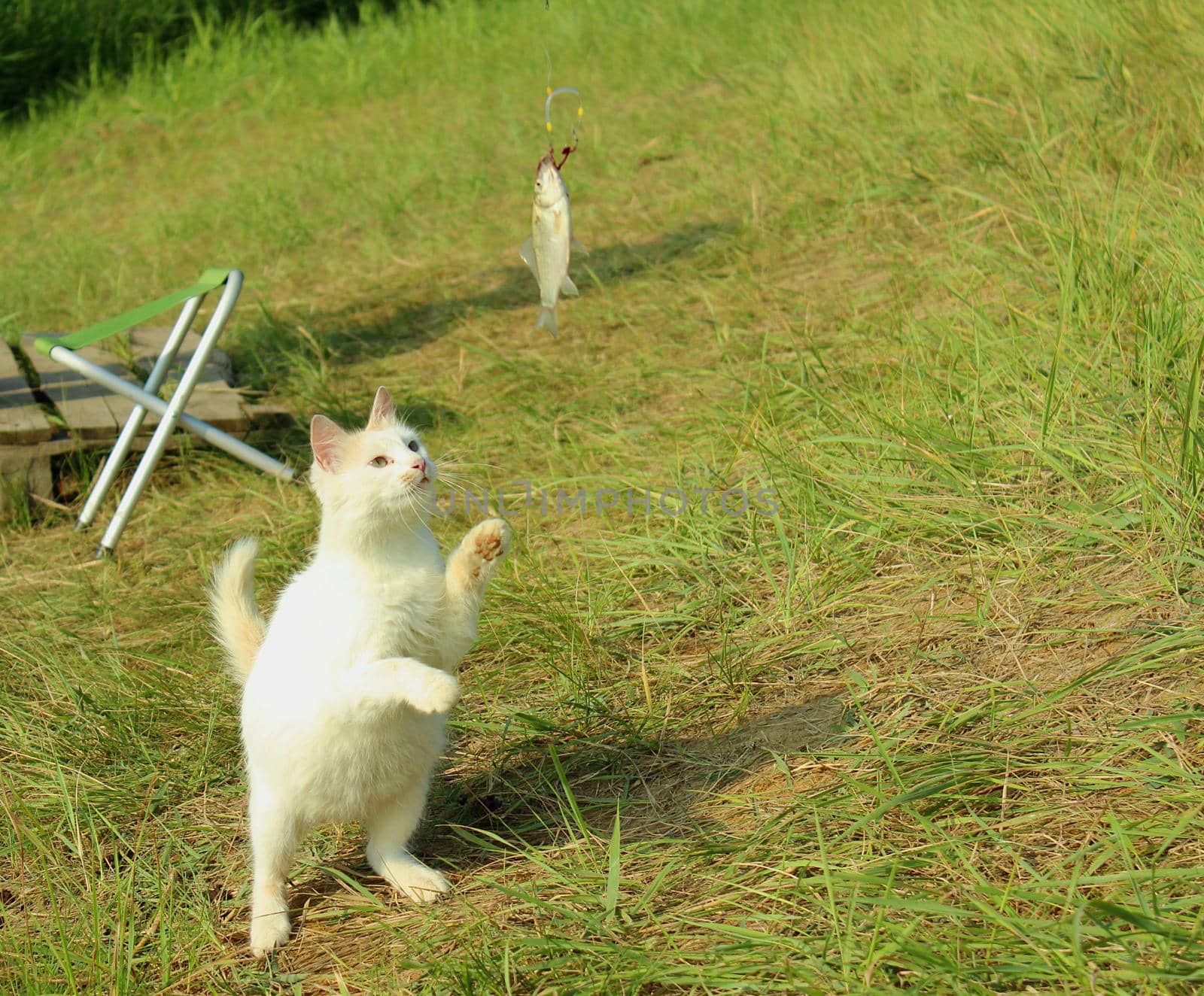 White fluffy cat catches fish. by Olga26