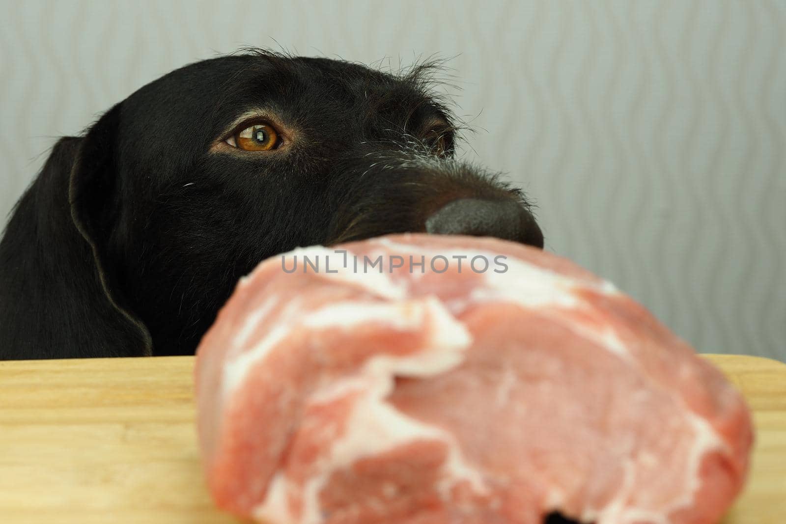 Thoroughbred dog brown hunting dog looks at a large piece of meat lying on the table. High quality photo