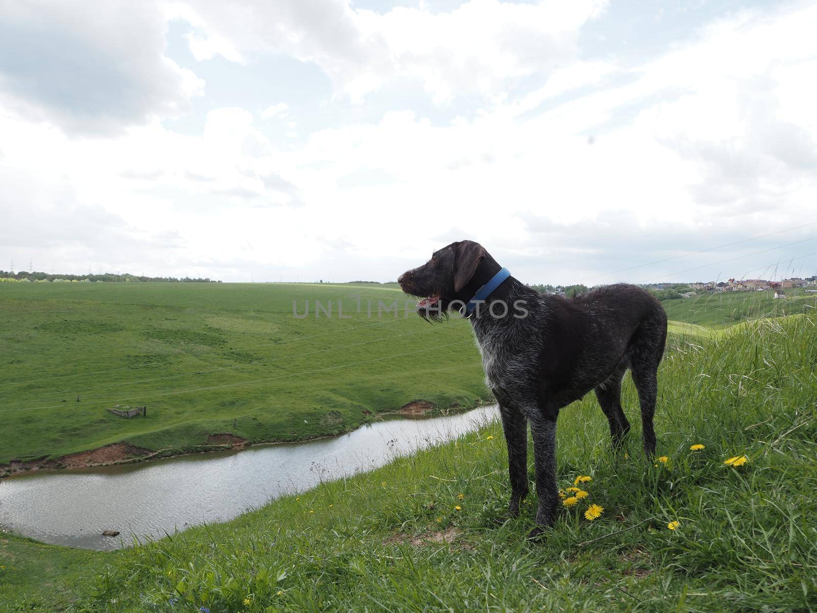 Hunting dog of the German breed , in nature. High quality photo. Brown smooth-haired in the field, in the forest, by the river.