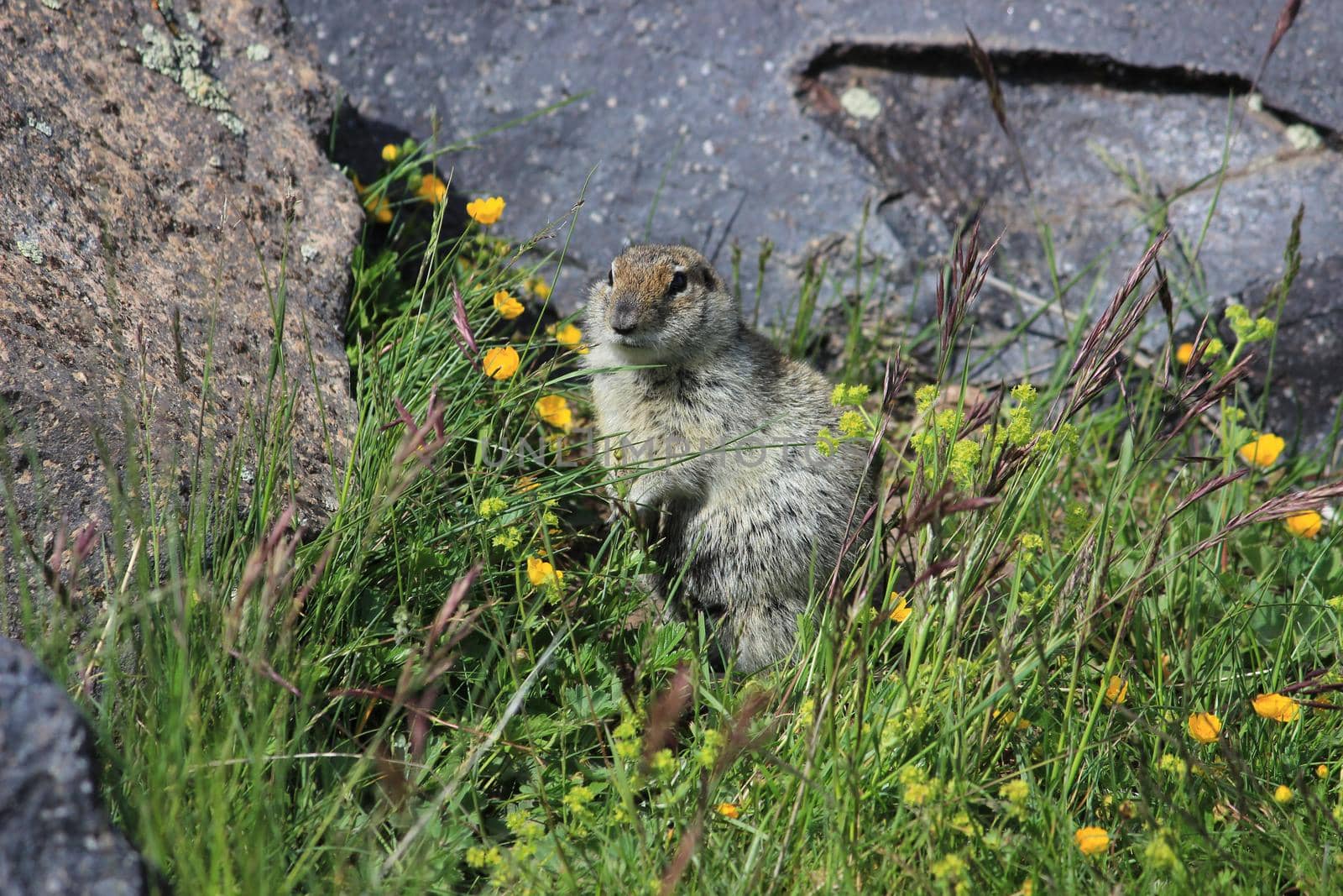 Gopher in the rocky mountains of the North Caucasus by Olga26