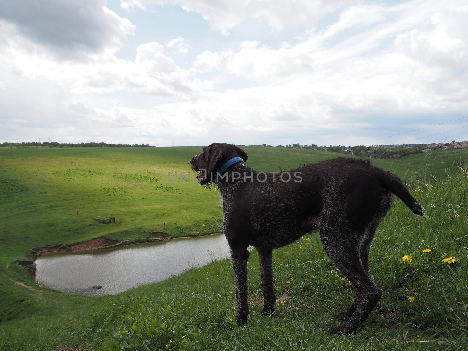 Hunting dog of the German breed , in nature. High quality photo. Brown smooth-haired in the field, in the forest, by the river.