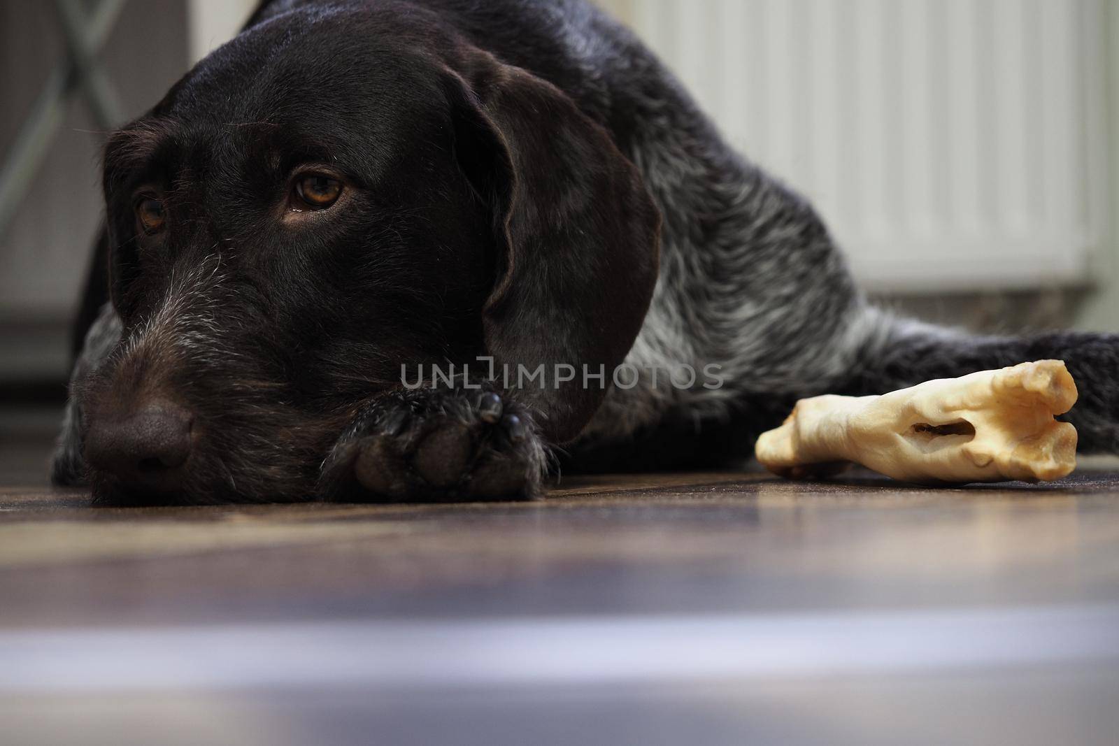 A treat for a purebred hunting dog. Pet food from a pet store. Dog nibbles a treat.