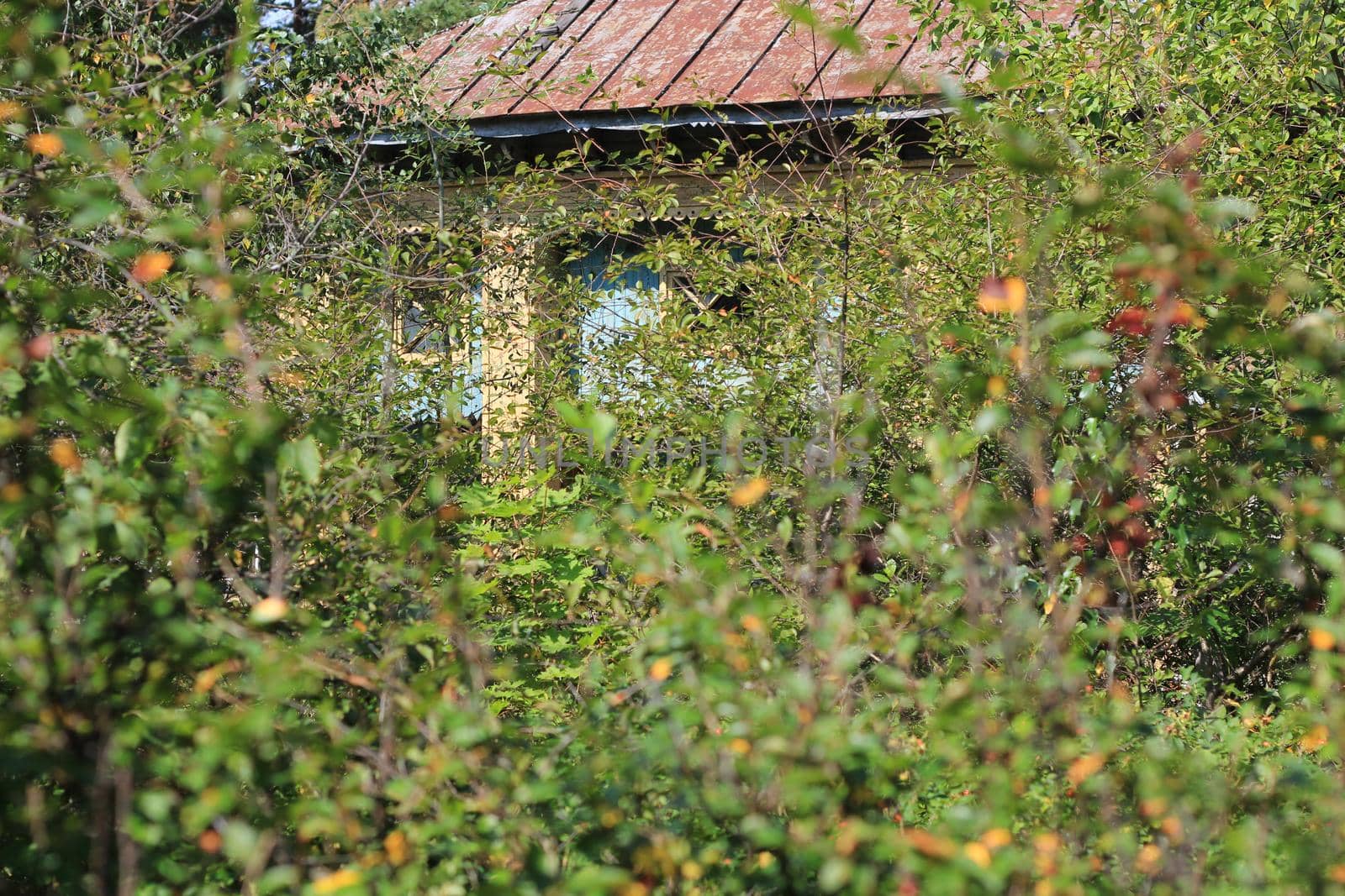 Abandoned wooden house in the woods. High quality photo