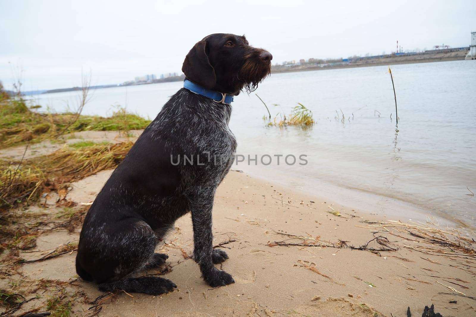 Hunting dog of the German breed Drathaar on the shore of the reservoir. by Olga26