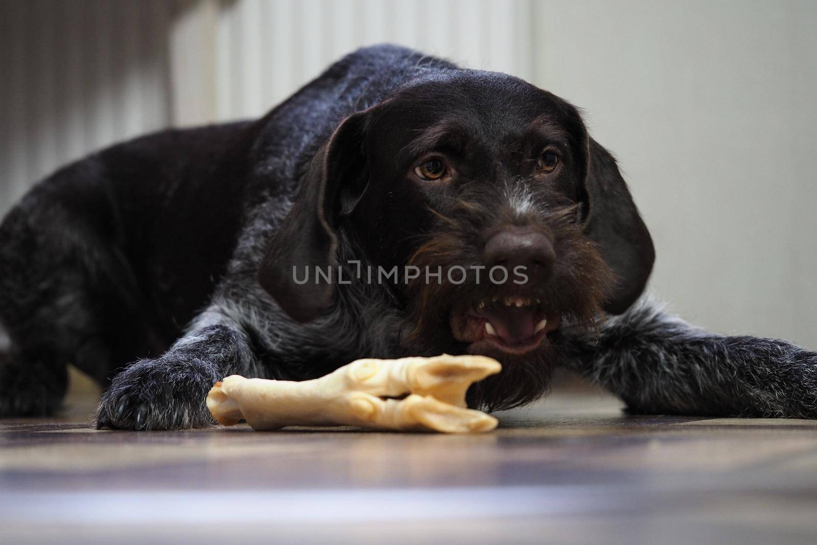 A treat for a purebred hunting dog. Pet food from the pet store. by Olga26