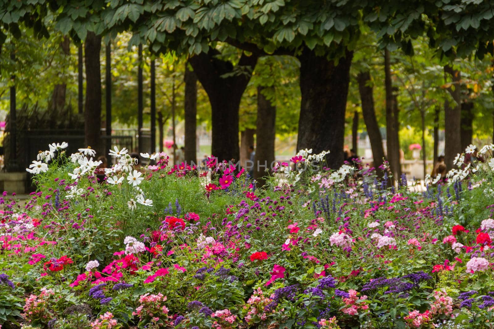 Astonishing view of beautiful purple, white, and pink flowers with long stems and trees as background. Group of different colorful and aromatic flowers in park. Lovely natural landscapes