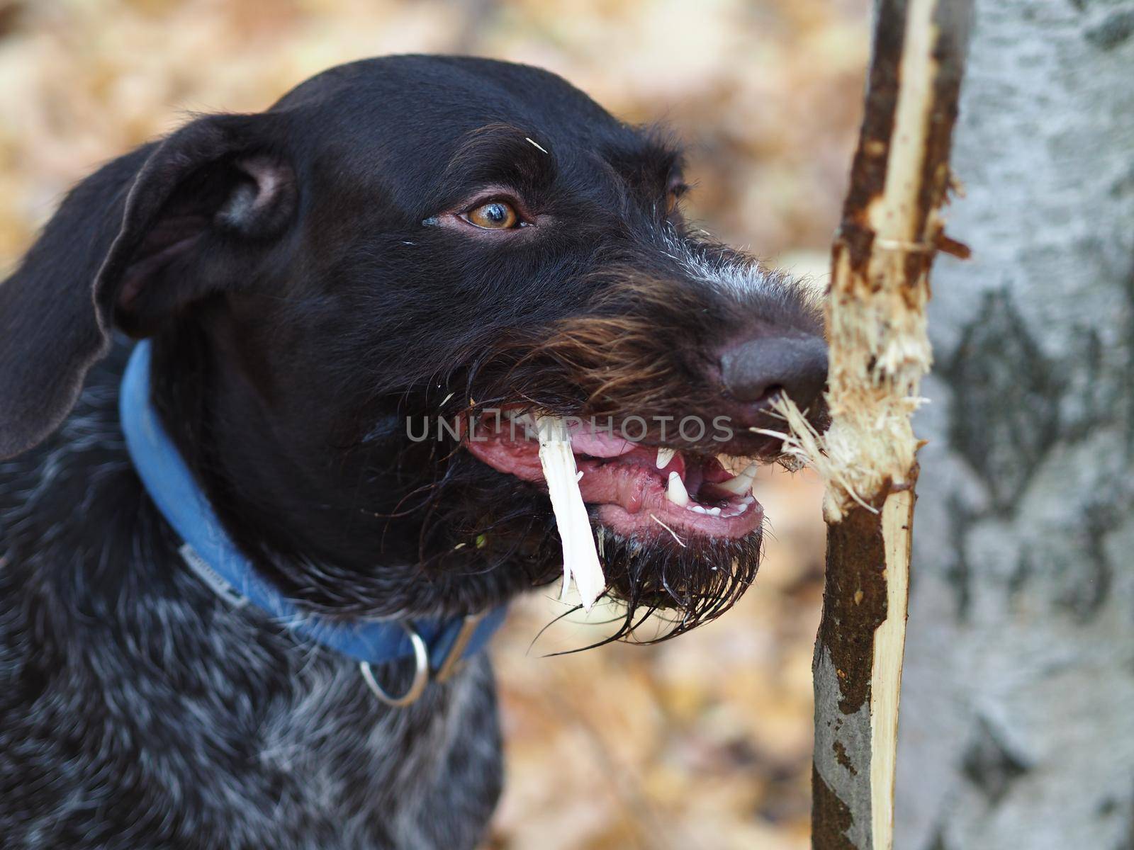 Hunting dog. A German dog gnaws at a tree branch in an autumn forest.