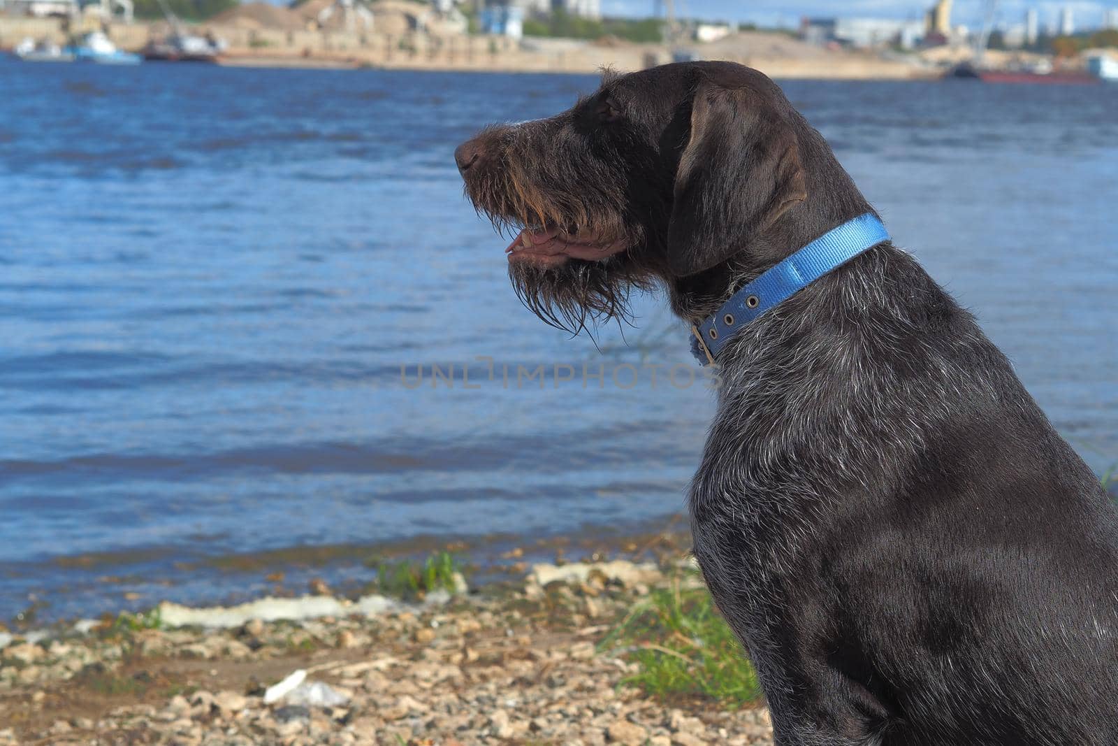 A hunting dog in nature. View of the river.